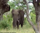 Büyük fil ağaçlık bir alanda çim yeme